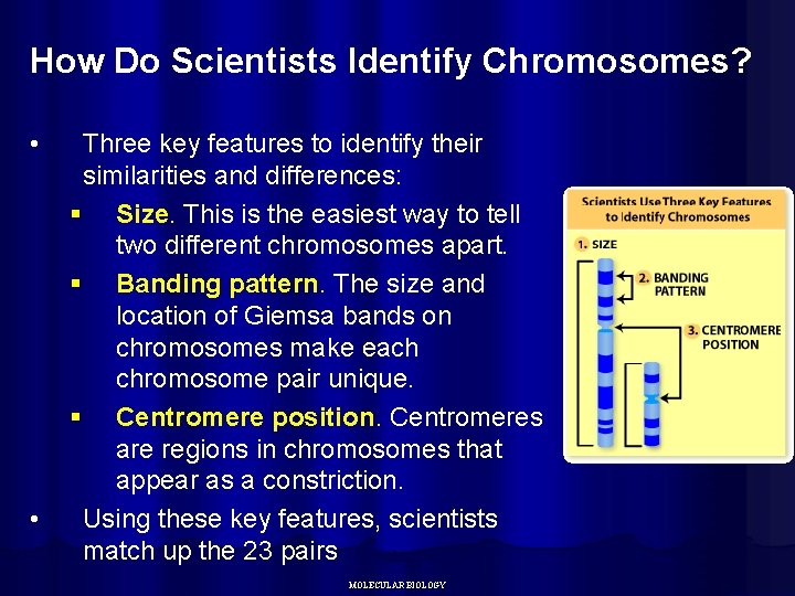 How Do Scientists Identify Chromosomes? • • Three key features to identify their similarities