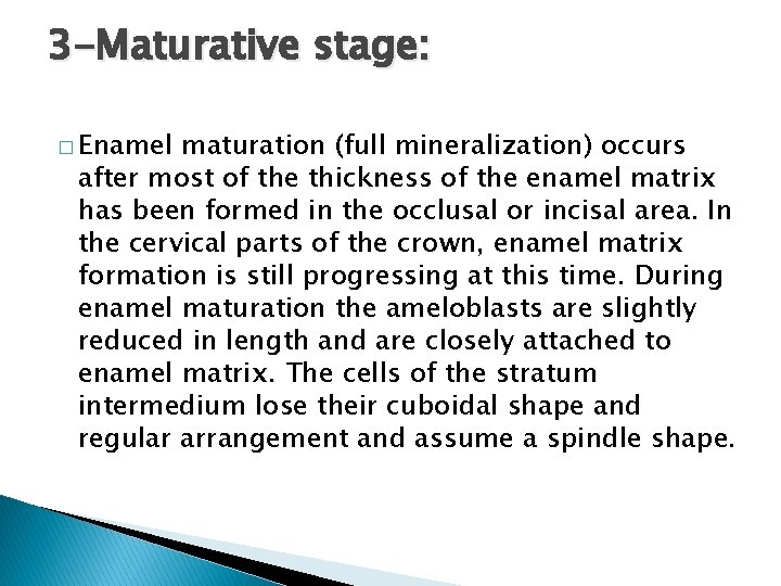 3 -Maturative stage: � Enamel maturation (full mineralization) occurs after most of the thickness
