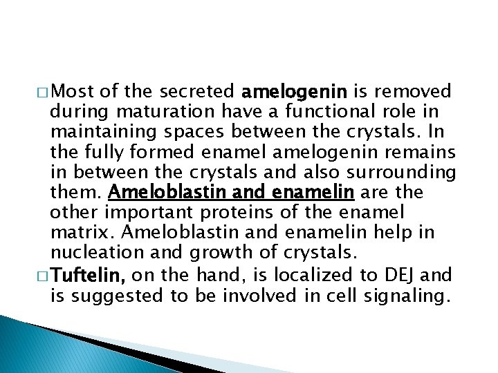 � Most of the secreted amelogenin is removed during maturation have a functional role