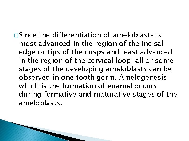 � Since the differentiation of ameloblasts is most advanced in the region of the