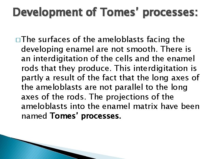 Development of Tomes’ processes: � The surfaces of the ameloblasts facing the developing enamel