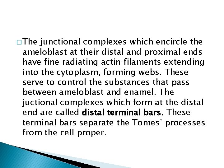 � The junctional complexes which encircle the ameloblast at their distal and proximal ends
