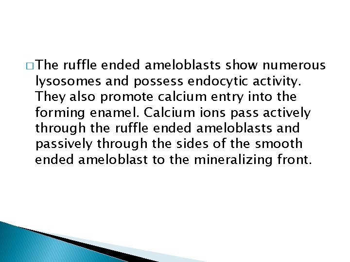 � The ruffle ended ameloblasts show numerous lysosomes and possess endocytic activity. They also
