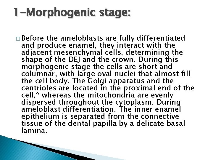 1 -Morphogenic stage: � Before the ameloblasts are fully differentiated and produce enamel, they