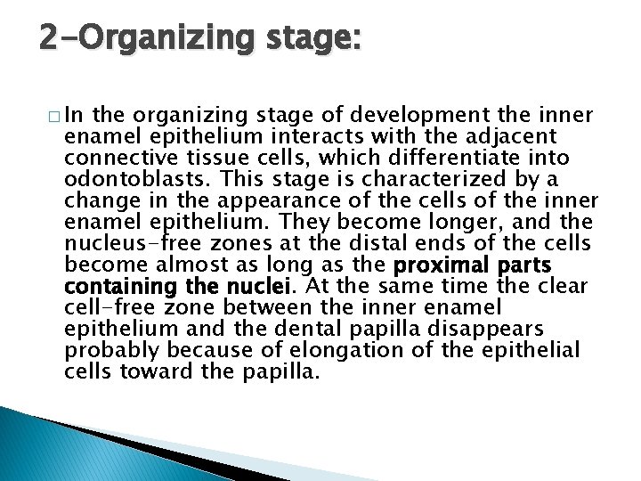 2 -Organizing stage: � In the organizing stage of development the inner enamel epithelium