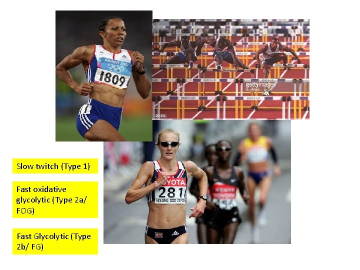 Slow twitch (Type 1) Fast oxidative glycolytic (Type 2 a/ FOG) Fast Glycolytic (Type