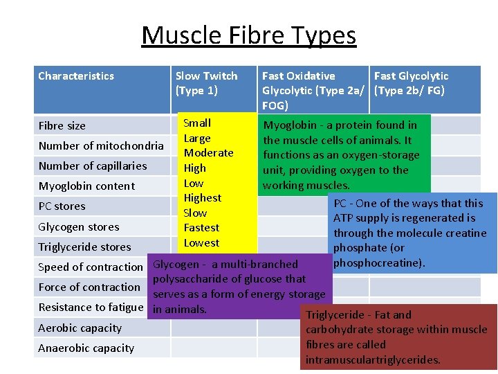 Muscle Fibre Types Characteristics Slow Twitch (Type 1) Fast Oxidative Fast Glycolytic (Type 2