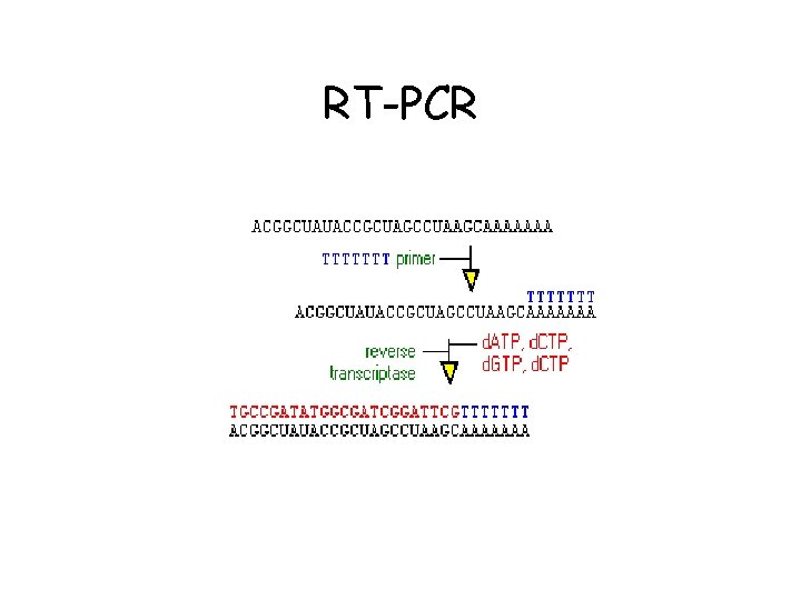 RT-PCR 