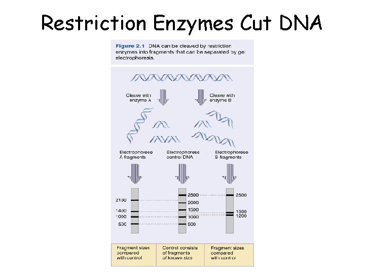 Restriction Enzymes Cut DNA 