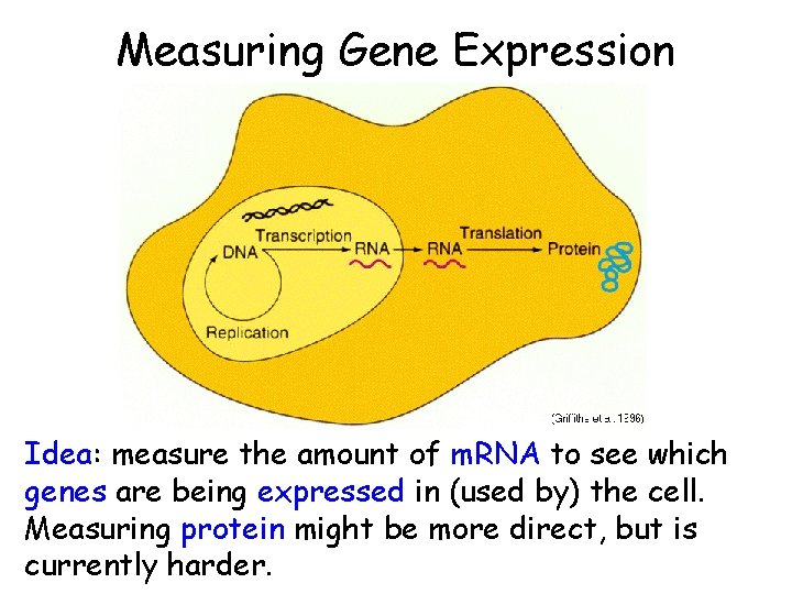 Measuring Gene Expression Idea: measure the amount of m. RNA to see which genes