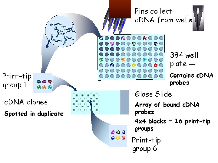 Pins collect c. DNA from wells 384 well plate -Print-tip group 1 c. DNA