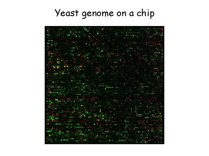 Yeast genome on a chip 