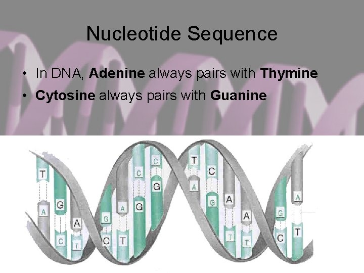 Nucleotide Sequence • In DNA, Adenine always pairs with Thymine • Cytosine always pairs