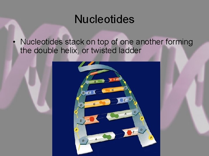 Nucleotides • Nucleotides stack on top of one another forming the double helix, or
