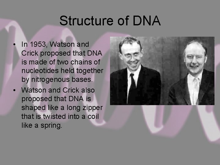 Structure of DNA • In 1953, Watson and Crick proposed that DNA is made