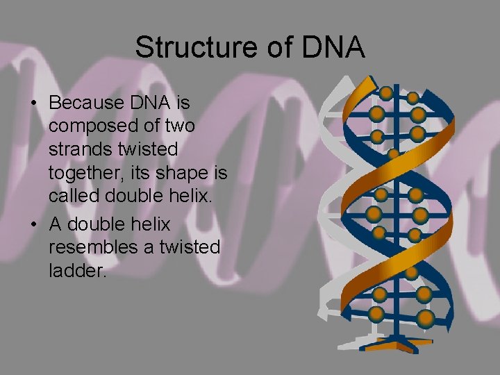 Structure of DNA • Because DNA is composed of two strands twisted together, its