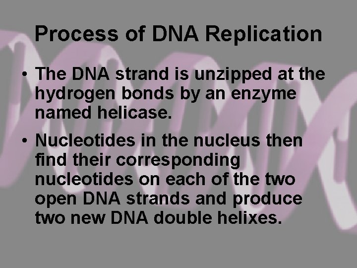 Process of DNA Replication • The DNA strand is unzipped at the hydrogen bonds