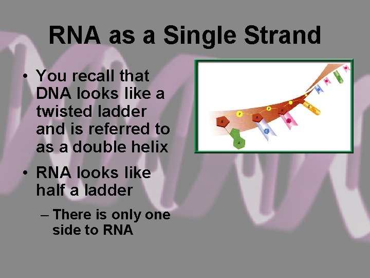 RNA as a Single Strand • You recall that DNA looks like a twisted