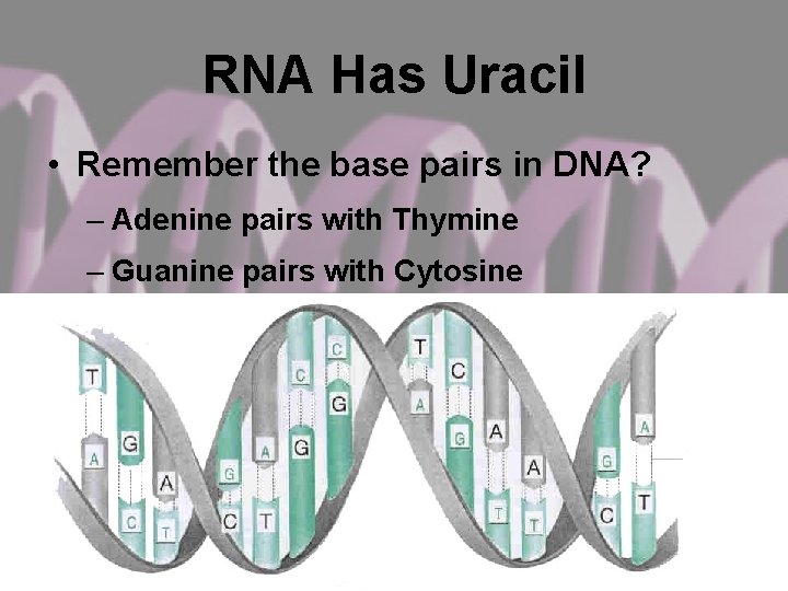 RNA Has Uracil • Remember the base pairs in DNA? – Adenine pairs with