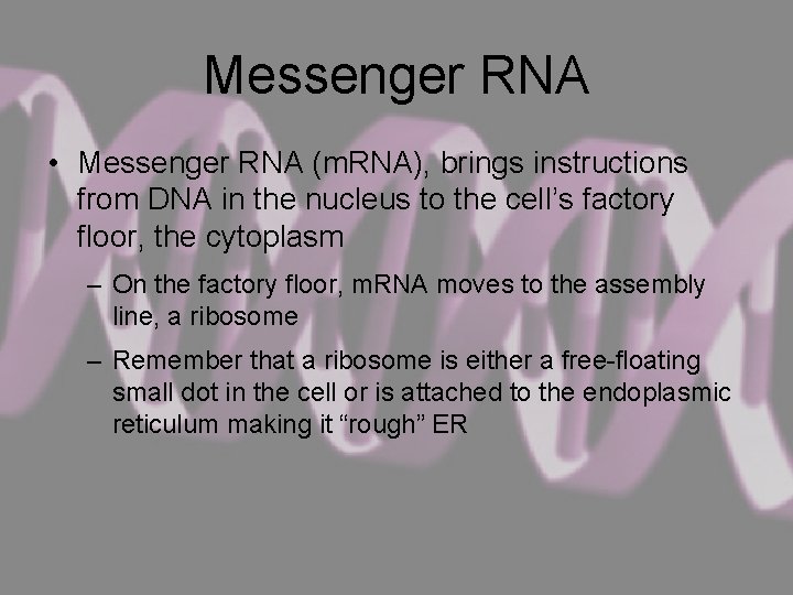 Messenger RNA • Messenger RNA (m. RNA), brings instructions from DNA in the nucleus