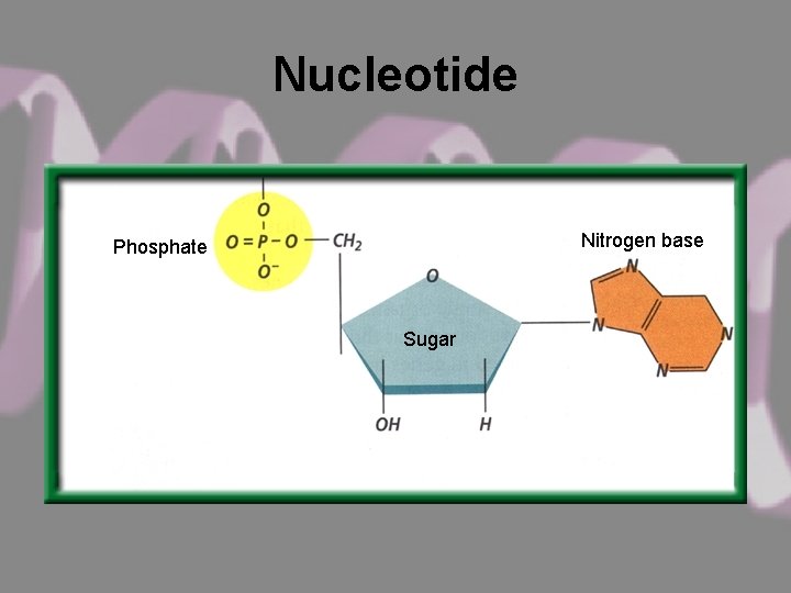 Nucleotide Nitrogen base Phosphate Sugar 