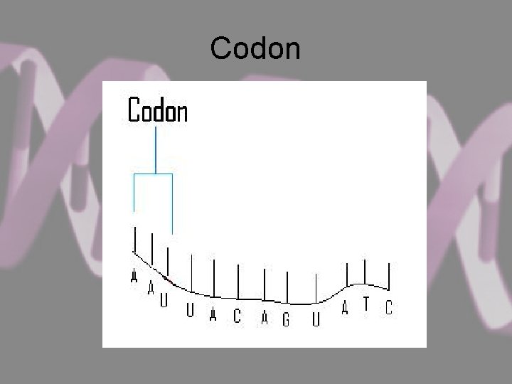 Codon 