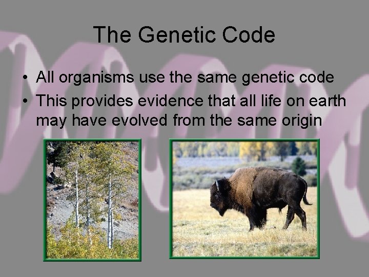 The Genetic Code • All organisms use the same genetic code • This provides