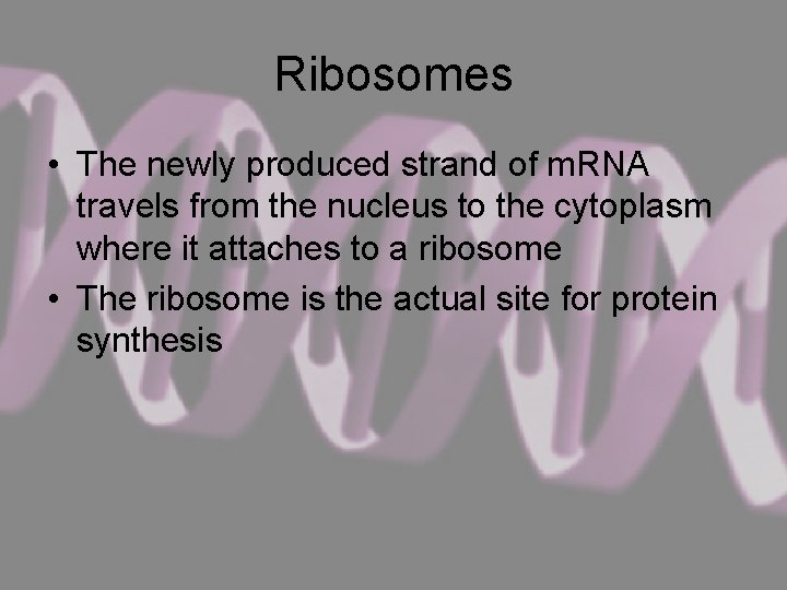 Ribosomes • The newly produced strand of m. RNA travels from the nucleus to