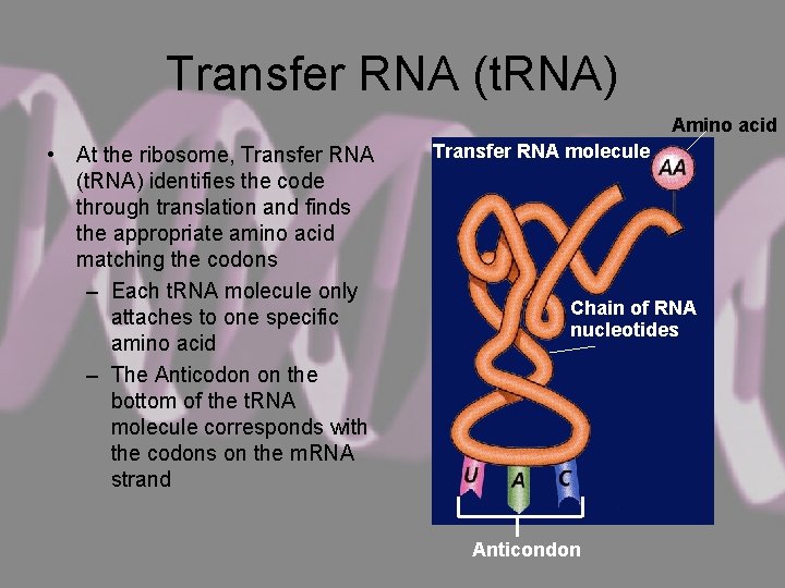 Transfer RNA (t. RNA) Amino acid • At the ribosome, Transfer RNA (t. RNA)