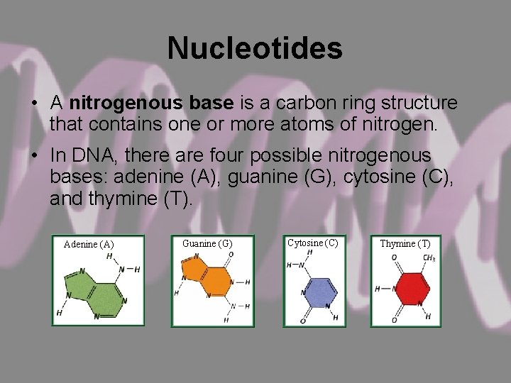 Nucleotides • A nitrogenous base is a carbon ring structure that contains one or