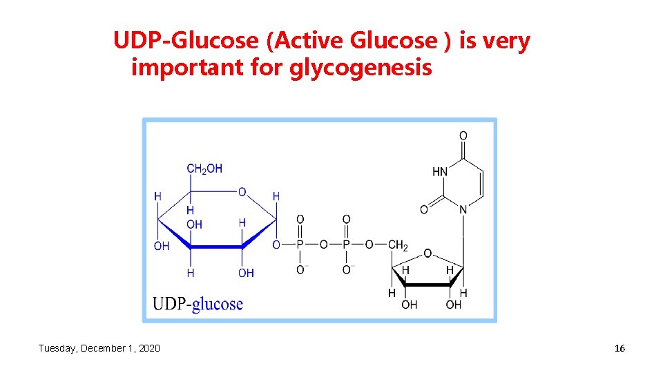 UDP-Glucose (Active Glucose ) is very important for glycogenesis Tuesday, December 1, 2020 16