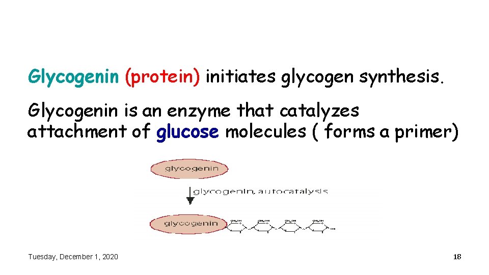 Glycogenin (protein) initiates glycogen synthesis. Glycogenin is an enzyme that catalyzes attachment of glucose