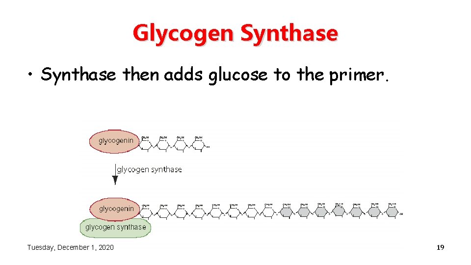 Glycogen Synthase • Synthase then adds glucose to the primer. Tuesday, December 1, 2020