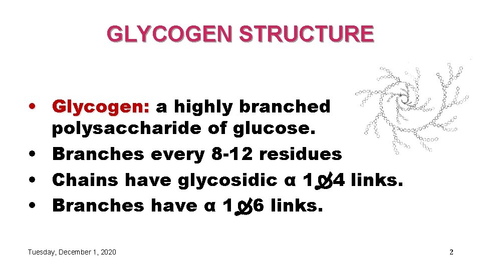 GLYCOGEN STRUCTURE • Glycogen: a highly branched polysaccharide of glucose. • Branches every 8