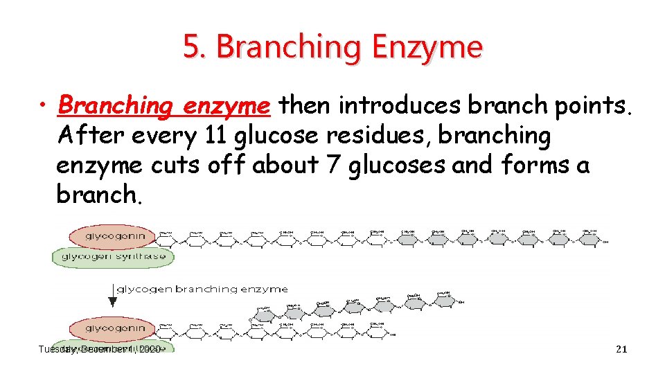 5. Branching Enzyme • Branching enzyme then introduces branch points. After every 11 glucose