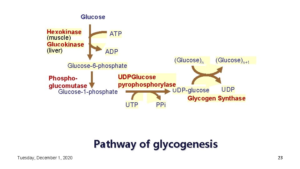 Glucose Hexokinase (muscle) Glucokinase (liver) ATP ADP Glucose-6 -phosphate (Glucose)n+1 UDPGlucose Phosphopyrophosphorylase glucomutase UDP-glucose