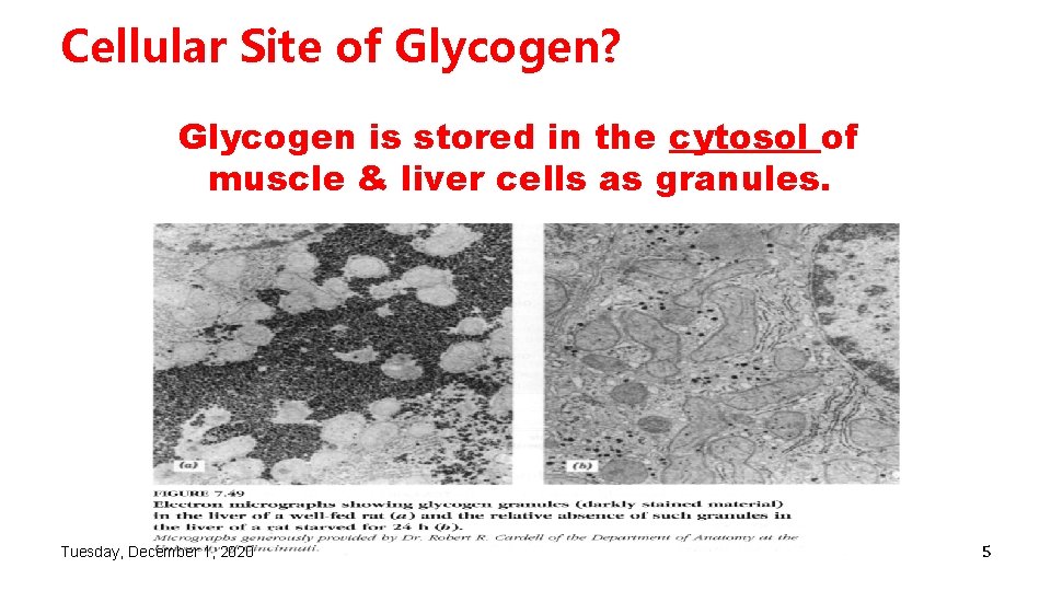 Cellular Site of Glycogen? Glycogen is stored in the cytosol of muscle & liver