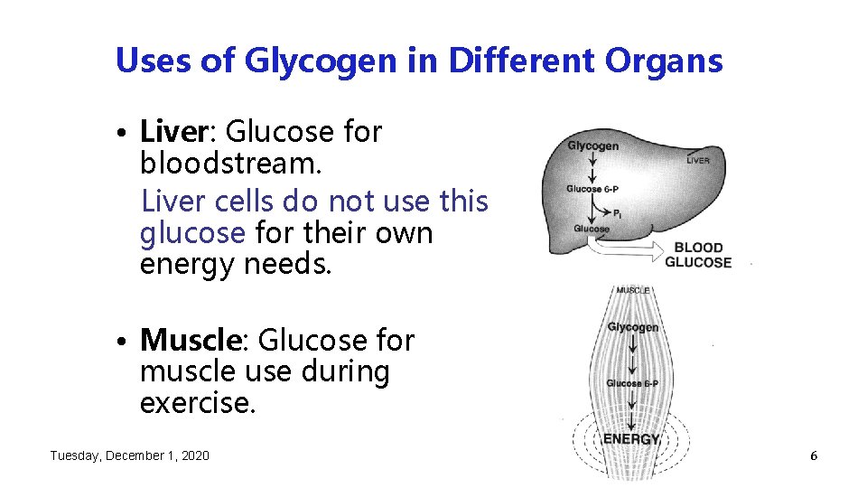 Uses of Glycogen in Different Organs • Liver: Glucose for bloodstream. Liver cells do