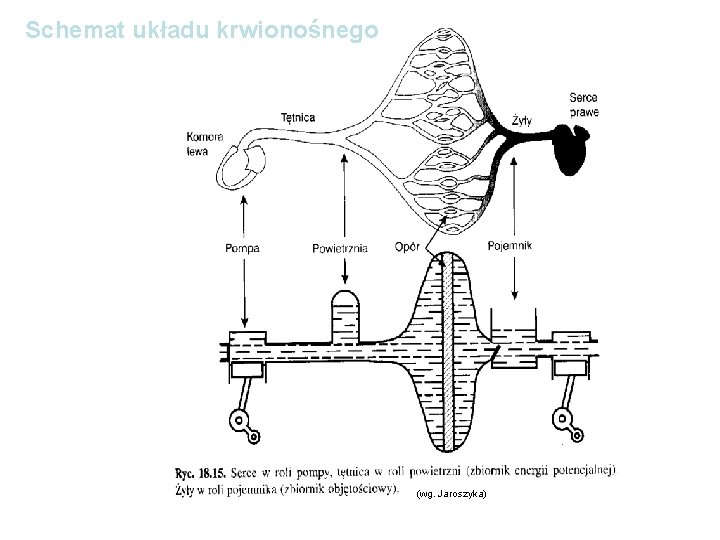 Schemat układu krwionośnego (wg. Jaroszyka) 