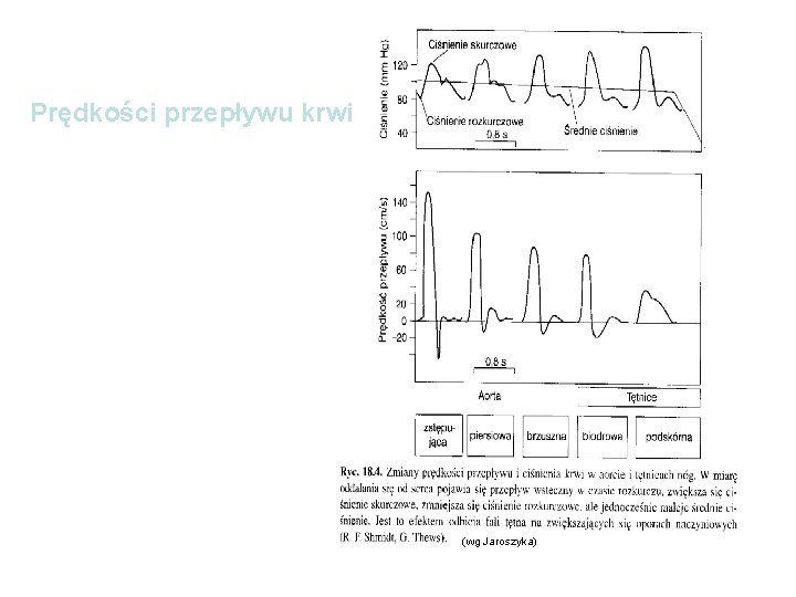 Prędkości przepływu krwi (wg Jaroszyka) 