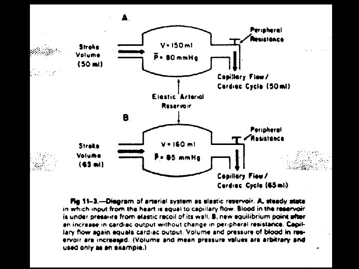 The Cardiac Cycle Pump Function Blood Pressure Hemodynamics