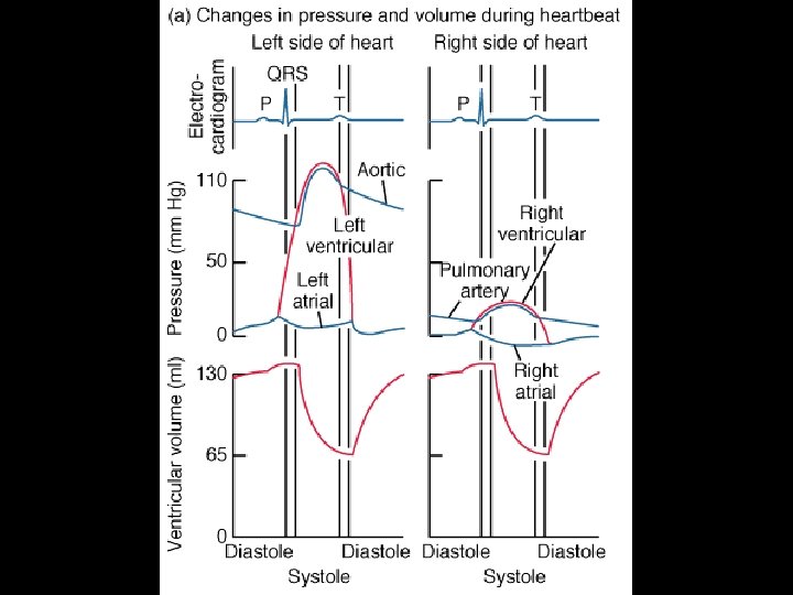 The Cardiac Cycle Pump Function Blood Pressure Hemodynamics
