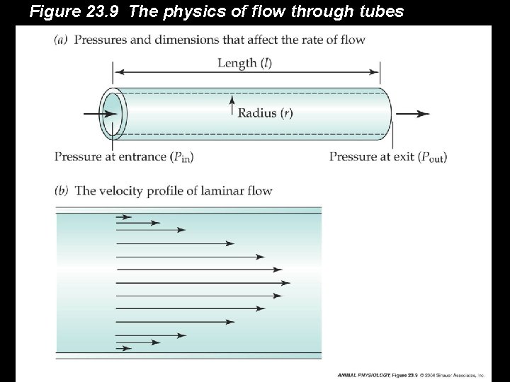Figure 23. 9 The physics of flow through tubes 