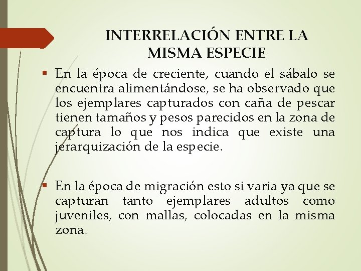INTERRELACIÓN ENTRE LA MISMA ESPECIE En la época de creciente, cuando el sábalo se
