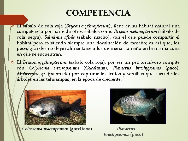 COMPETENCIA El sábalo de cola roja (Brycon erythropterum), tiene en su hábitat natural una
