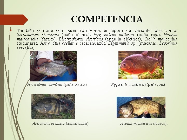 COMPETENCIA También compite con peces carnívoros en época de vaciante tales como: Serrasalmus rhombeus
