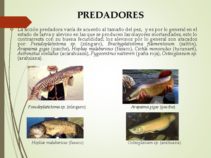 PREDADORES La acción predadora varía de acuerdo al tamaño del pez, y es por