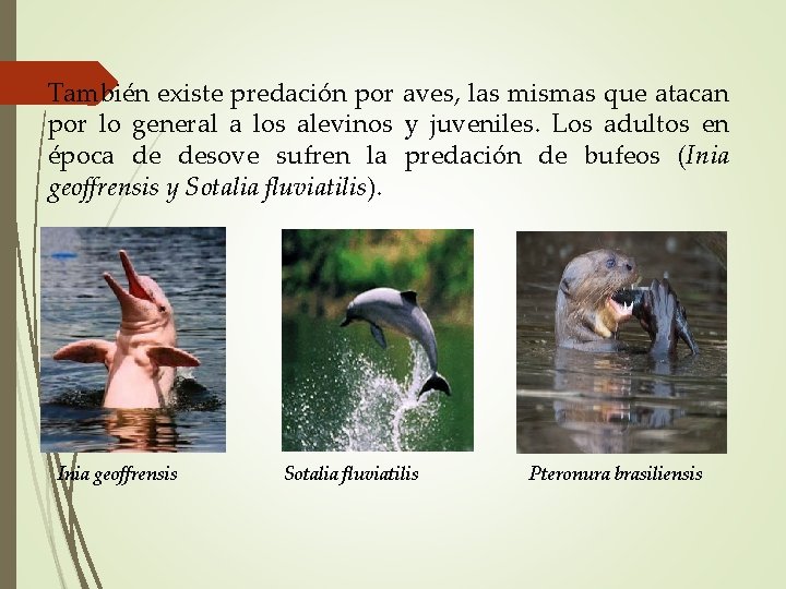 También existe predación por aves, las mismas que atacan por lo general a los