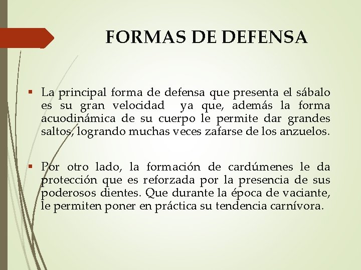 FORMAS DE DEFENSA La principal forma de defensa que presenta el sábalo es su