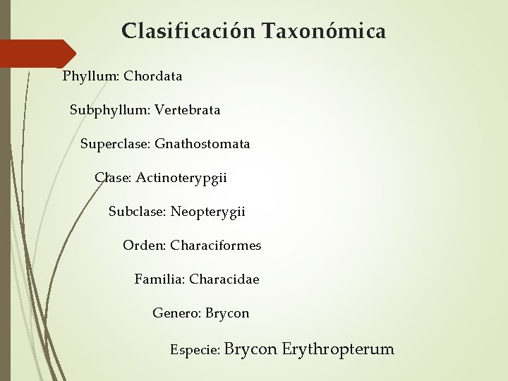 Clasificación Taxonómica Phyllum: Chordata Subphyllum: Vertebrata Superclase: Gnathostomata Clase: Actinoterypgii Subclase: Neopterygii Orden: Characiformes